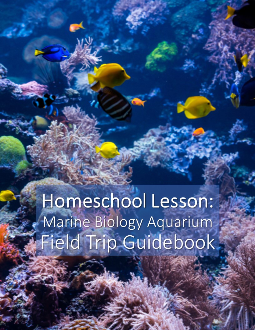 Homeschool Science Lesson in Marine Biology