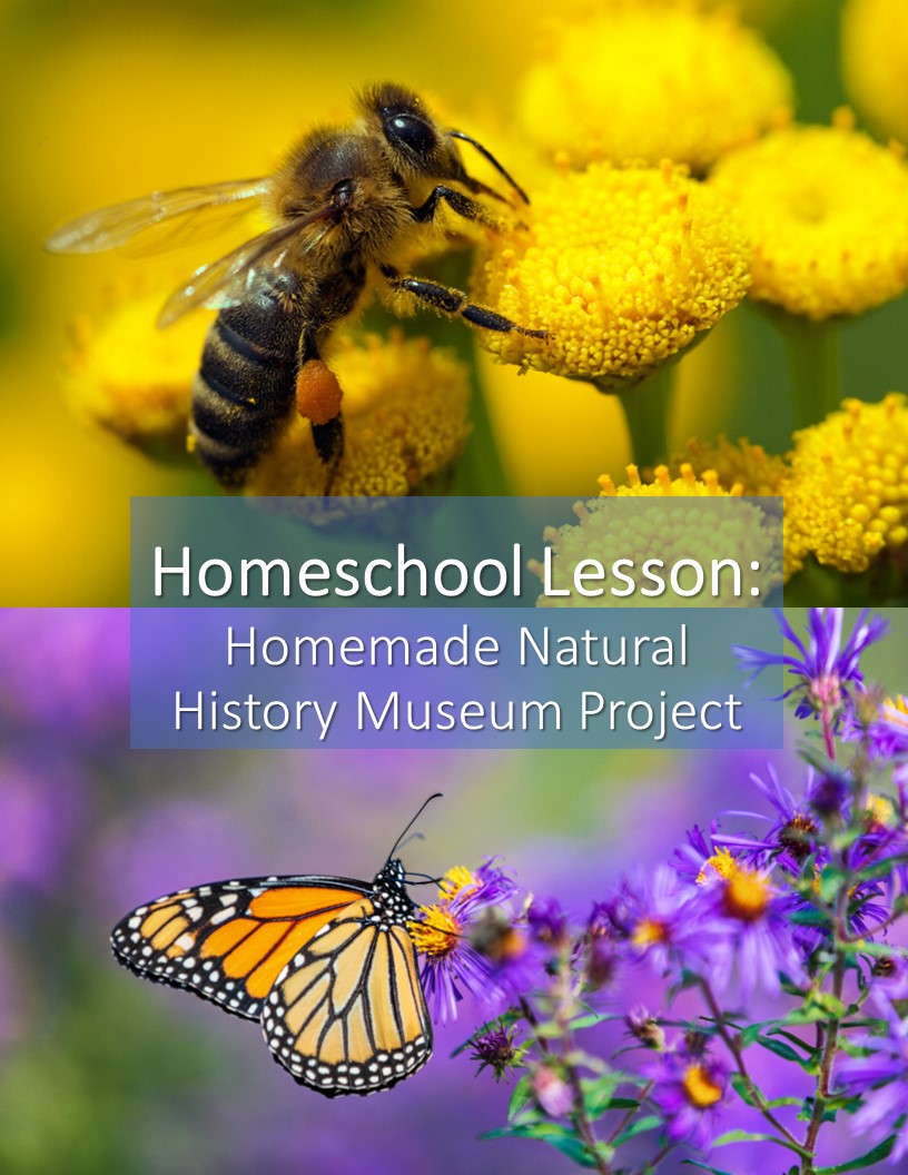 Homeschool Science Lesson in Natural History and Biology Life Science