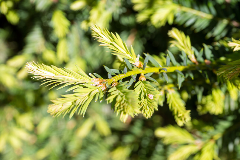 Easy Plant Identification Techniques for Homeschool Science Kids